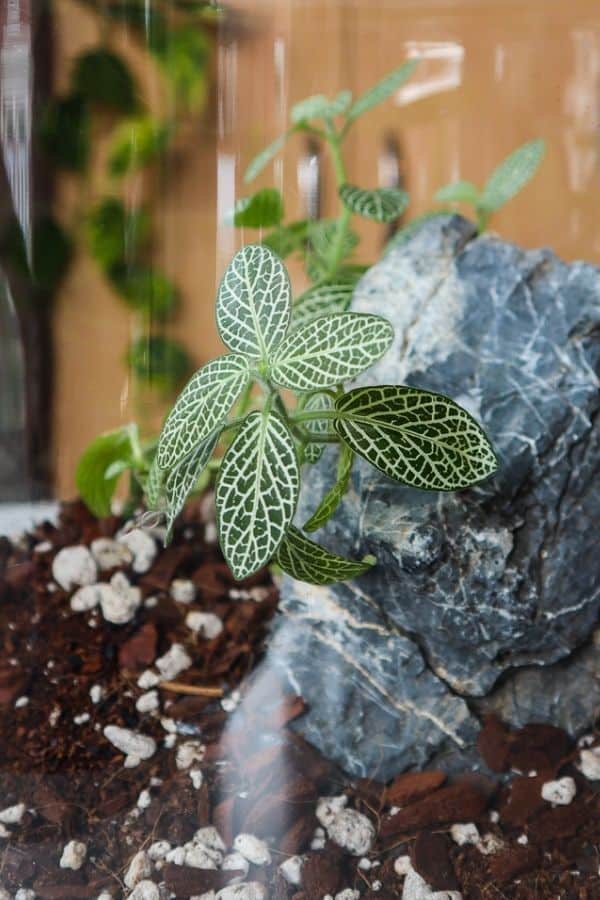 Fittonia Terrarium