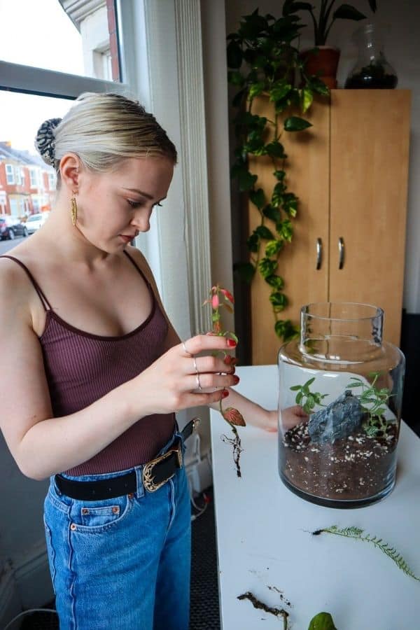 planting a terrarium