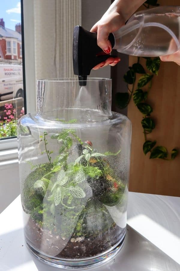 watering a terrarium