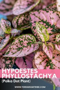 Hypoestes phyllostachya (Polka Dot Plant)