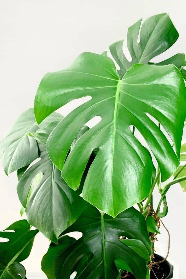 Huge leaves of Monstera deliciosa (Swiss Cheese Plant) 