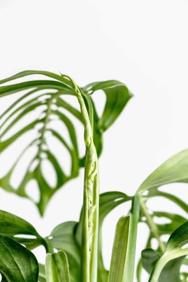 Monstera esqueleto