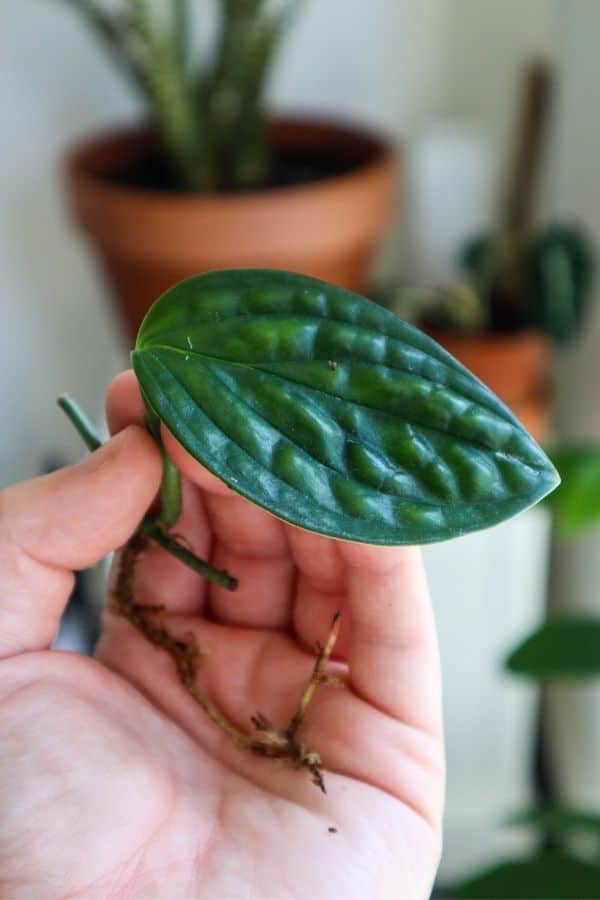 Monstera Peru cutting