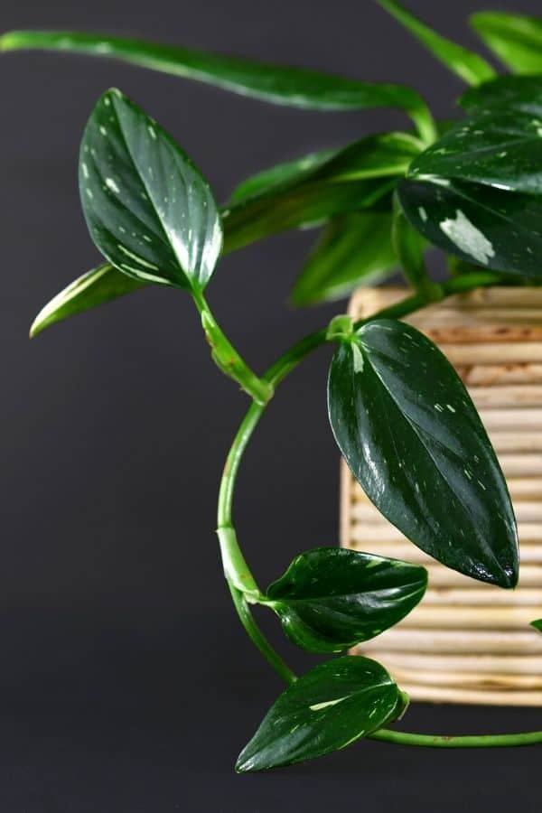 The stunning emerald leaves of Monstera standleyana.