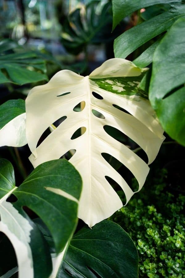 The gorgeous white Monstera deliciosa ‘Albo Variegata’.