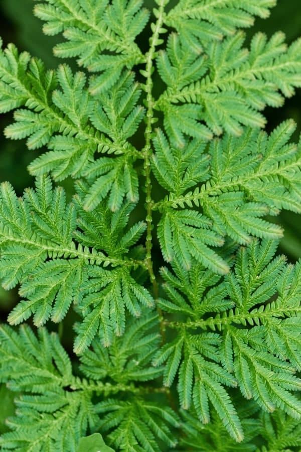 Frond-like foliage of Selaginella braunii