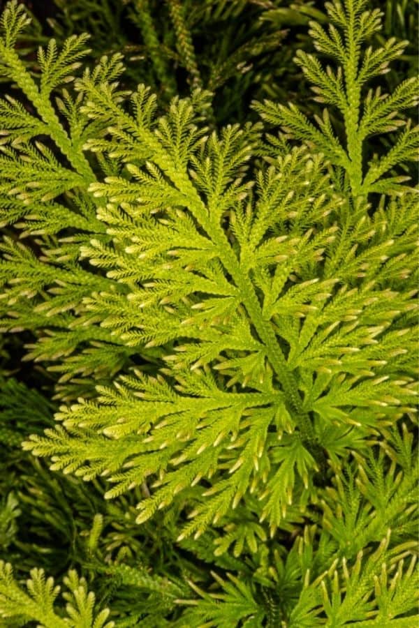 Feathered foliage of Selaginella emmeliana.