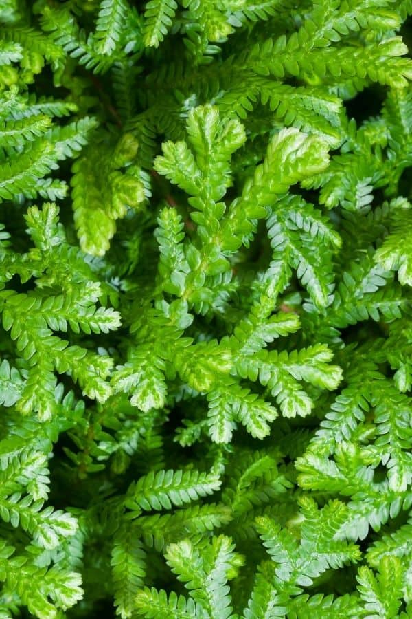 3 Terrariums Filled With Club Moss or Selaginella