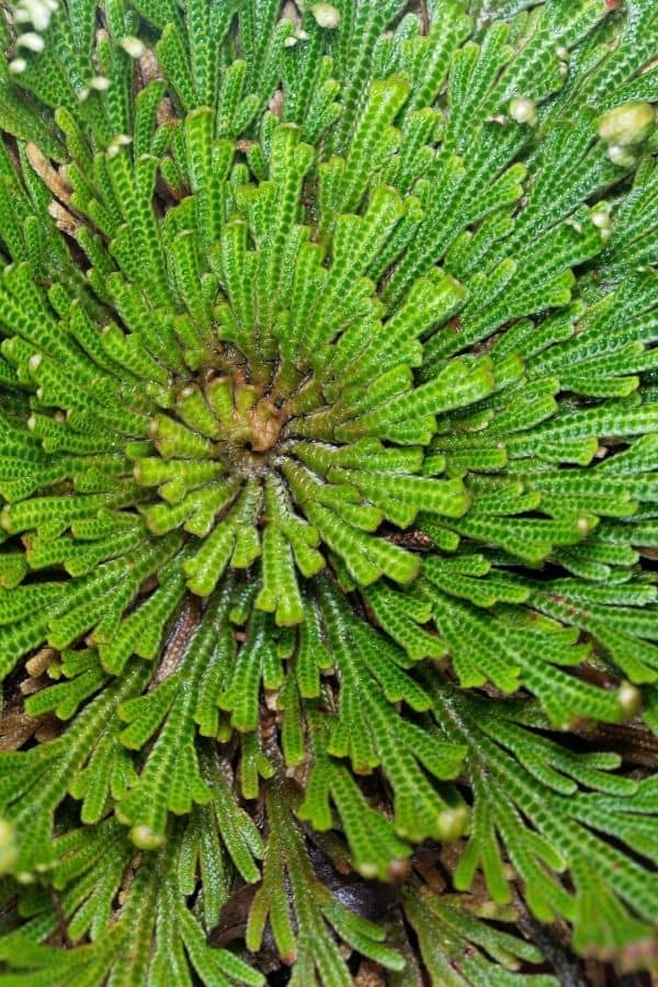 Selaginella lepidophylla