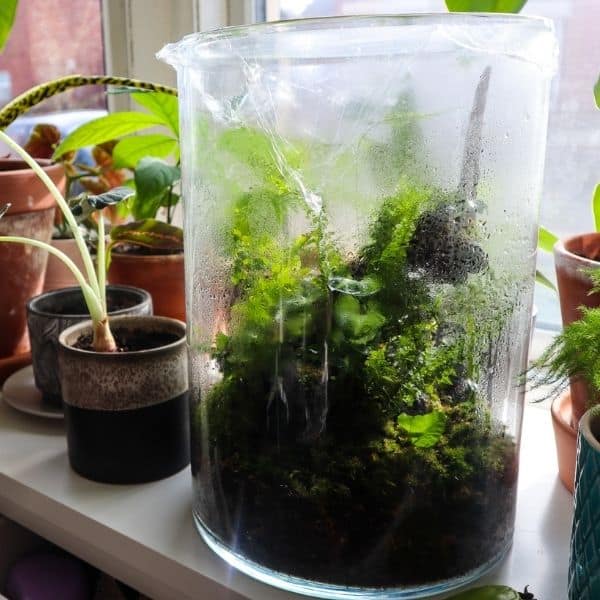 How to Water a Terrarium  