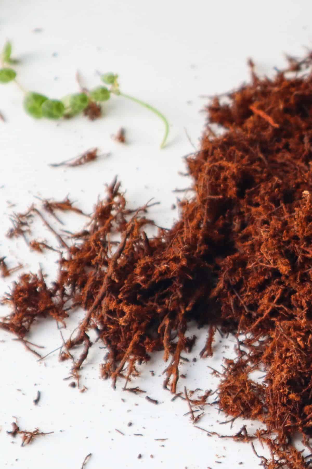 A Complete Guide On Pine Bark Mulch For Terrarium Use