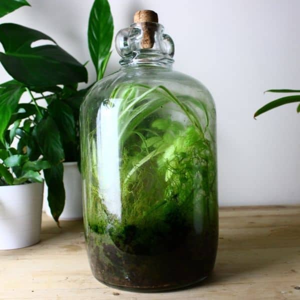 Lav en snemand sprogfærdighed kalk What is a Bioactive Terrarium? (+ How to Make One) - Terrarium Tribe