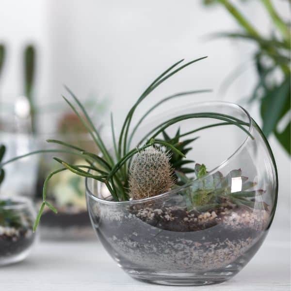 Open Terrarium Tips: Plants, Builds & Care Guide - Terrarium Tribe