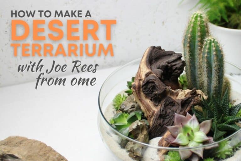 How to make a desert terrarium