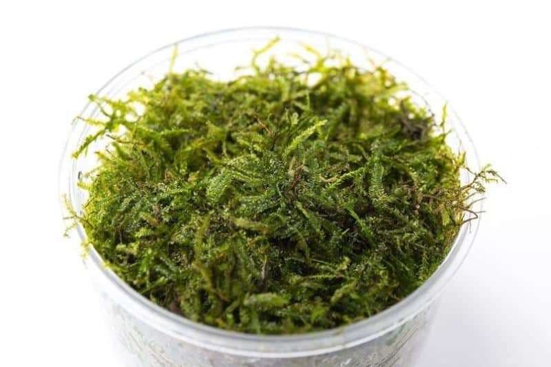 Java Moss Taxiphyllum Barbieri Portion