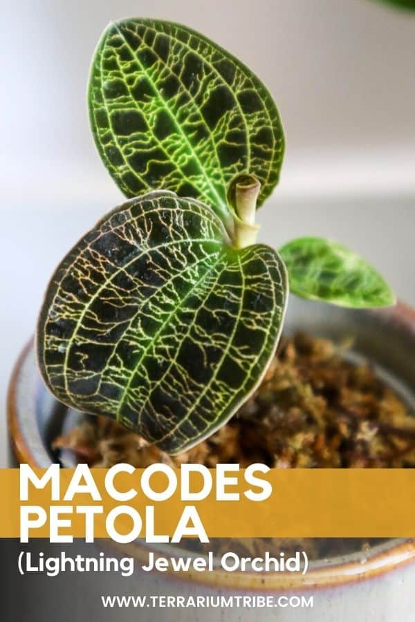 Macodes petola: How to Grow the Lightning Jewel Orchid - Terrarium Tribe