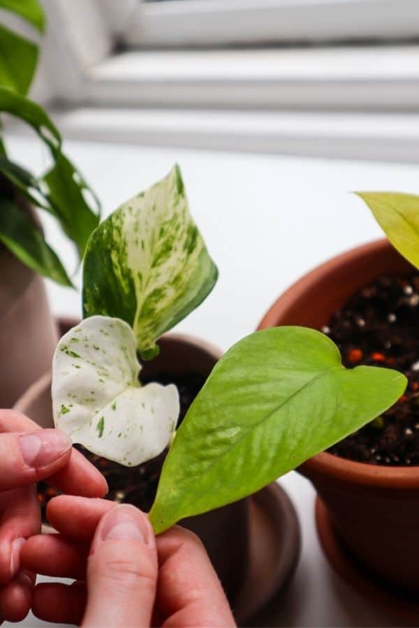 The ruffled leaf texture of the Manjula Pothos vs the Neon Pothos.