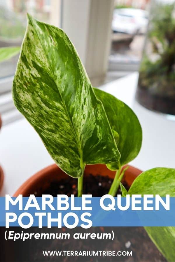 Marble Queen Pothos