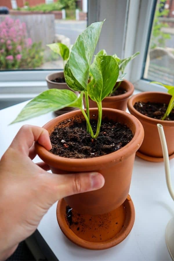 Watering a Marble Queen Pothos