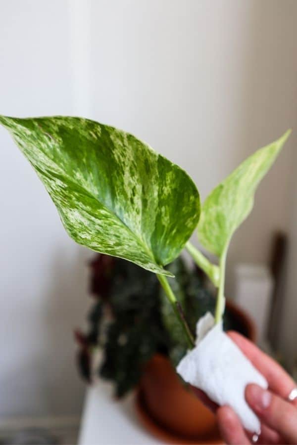 Marble Queen Pothos cutting