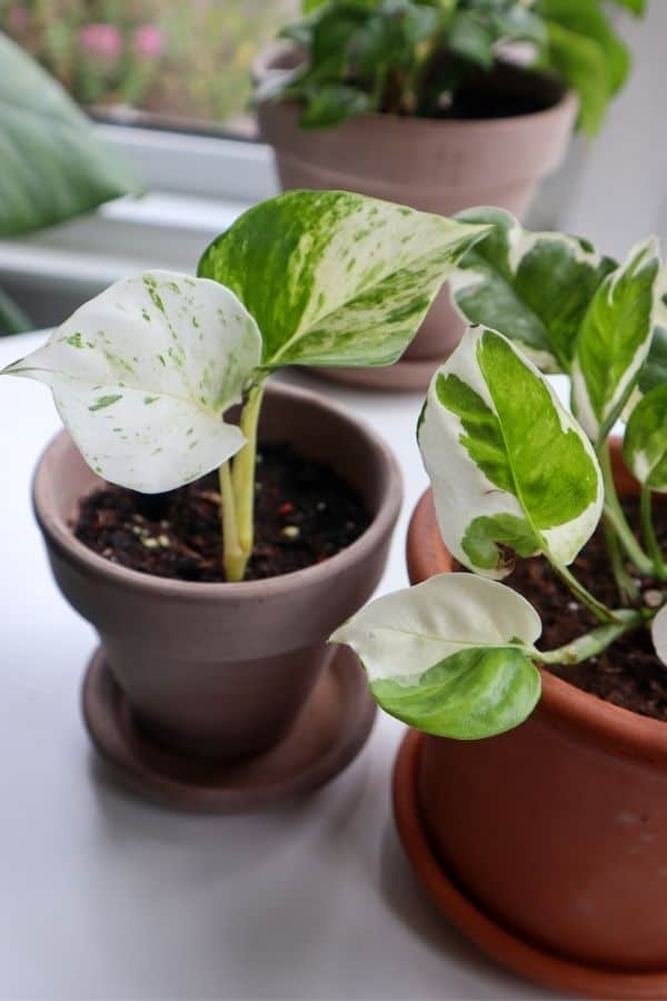 Manjula pothos compared with Njoy Pothos