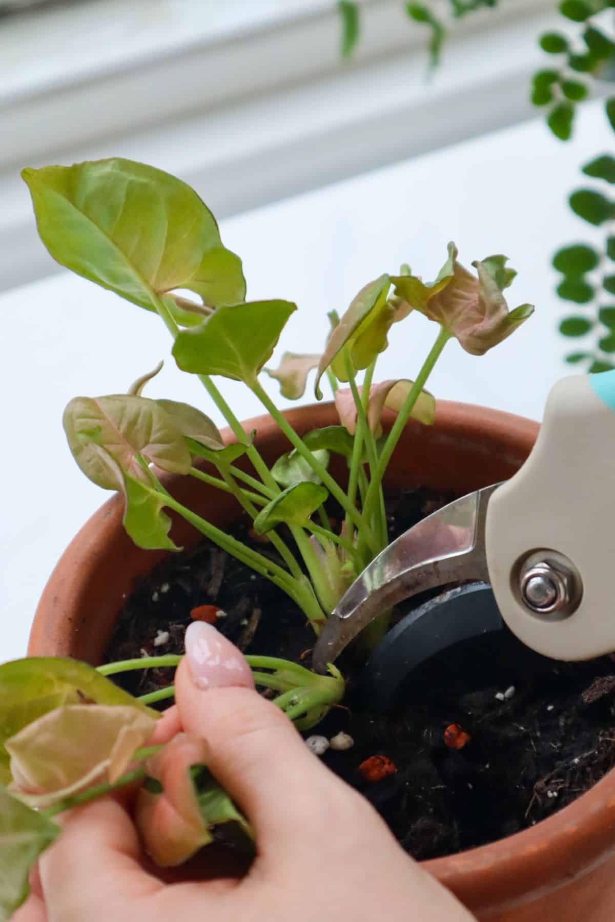 Pink syngonium propagation process