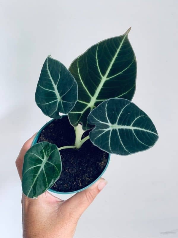 Alocasia ‘Black Velvet’ (Alocasia reginula)