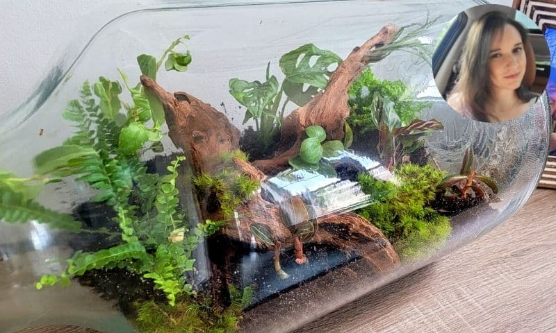 Terrariums a growing trend among Vietnamese nature lovers