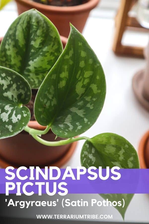 Scindapsus Pictus Hands On Guide To The Silver Satin Pothos