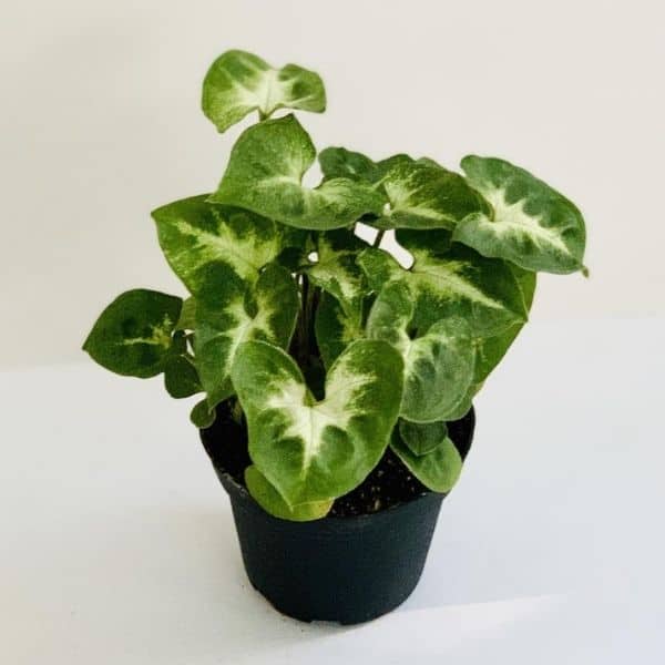 Syngonium Pixie: Top Tips for the Dwarf Arrowhead Plant