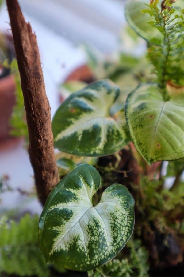 Syngonium podophyllum 