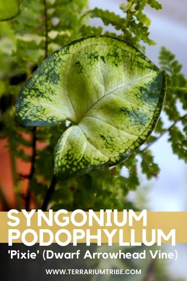 syngonium vine plant