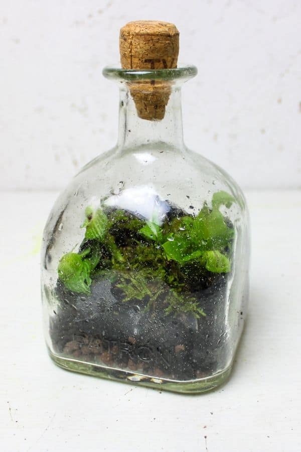 how to make a terrarium in a glass bottle