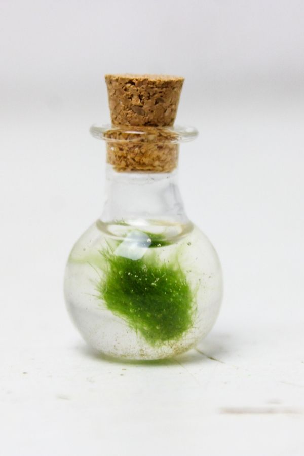 Marimo Moss terrarium