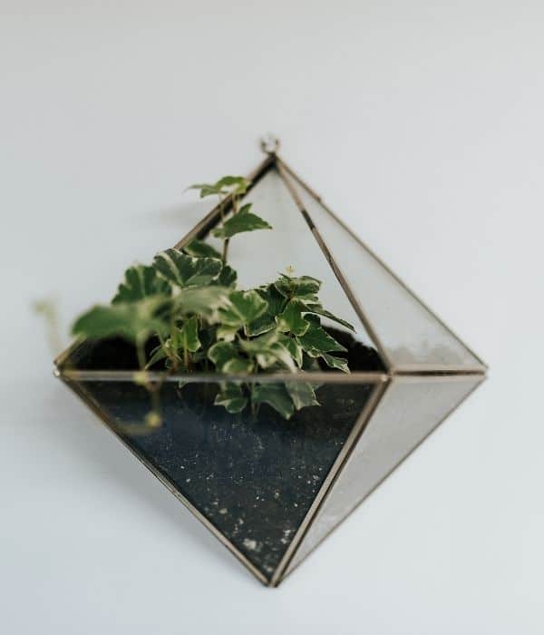 Houseplant terrarium