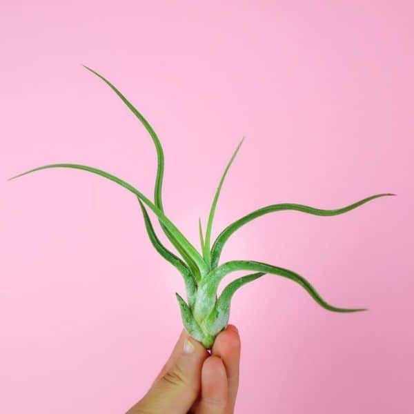 A Tillandsia air plant.