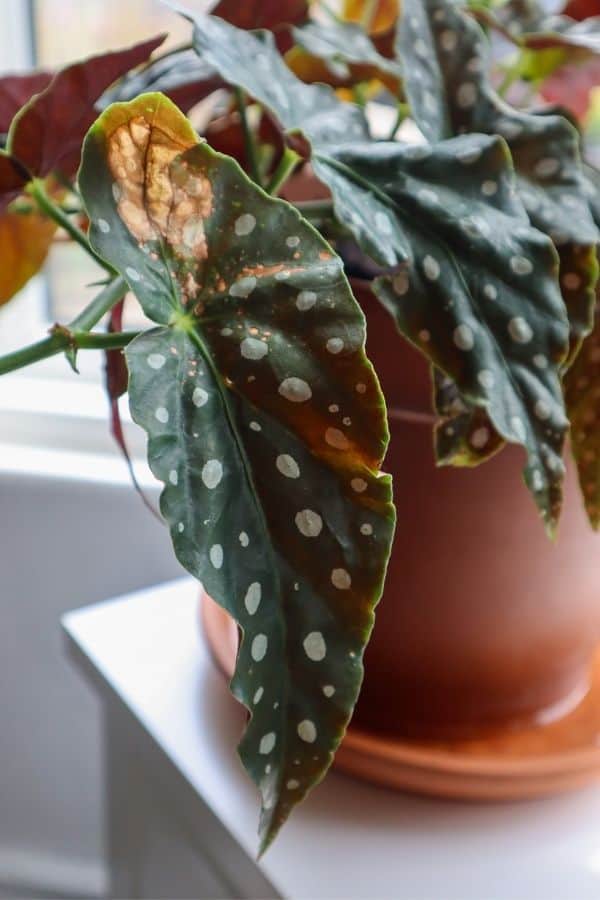 Begonia maculata (polka dot begonia) scorched leaf