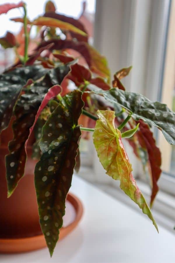 Begonia maculata (polka dot begonia)