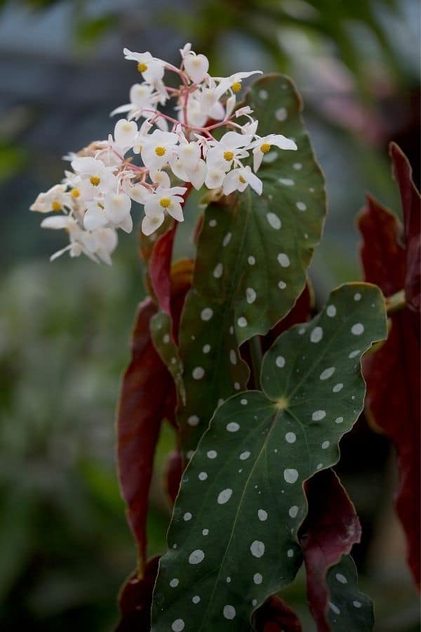 Begonia maculata flower