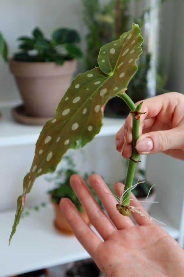 Begonia maculata propagation