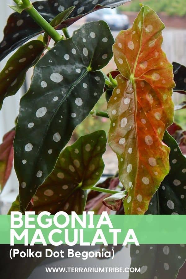 How to Grow the (Polka Dot) Begonia maculata: Hands-on Guide