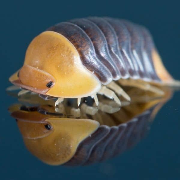 Isopods for Sale: The Complete Critter Buying Guide