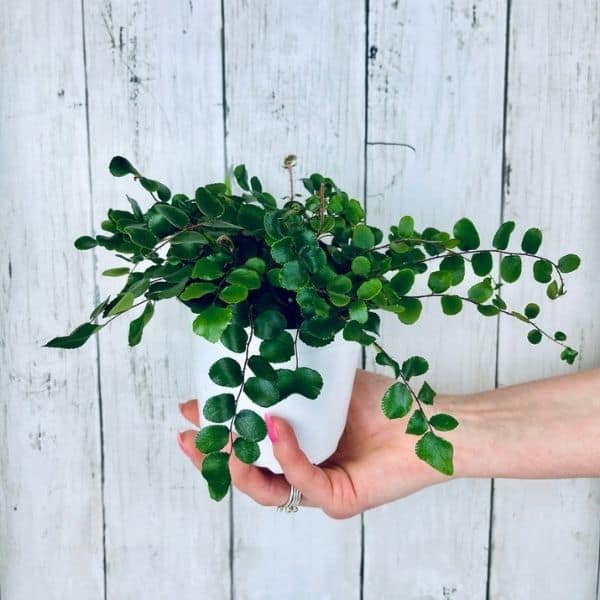 Pellaea rotundifolia, Button Fern