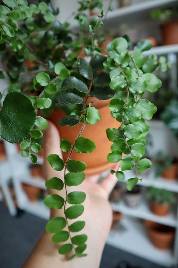 Pellaea rotundifolia, Button Fern