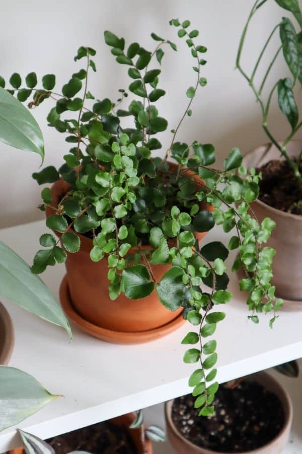 Pellaea rotundifolia, Button Fern