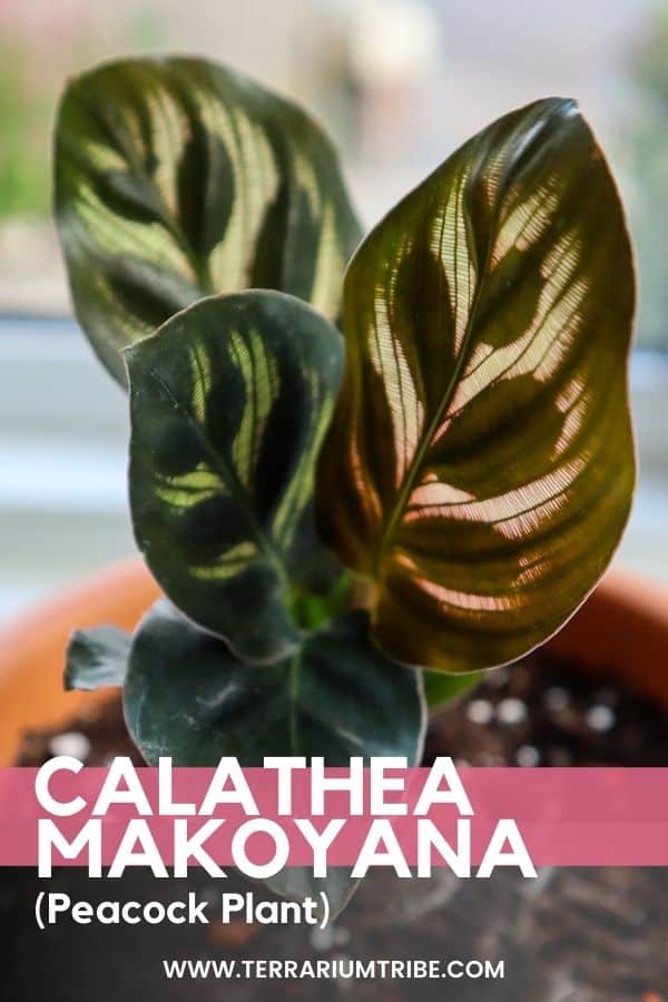 Calathea makoyana (Peacock Plant)