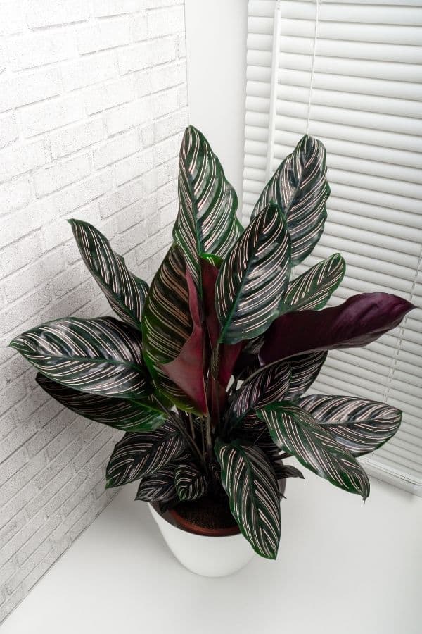 Evergreen Perennial Calathea Ornata Pink Pinstripe Plant – Verdant Lyfe