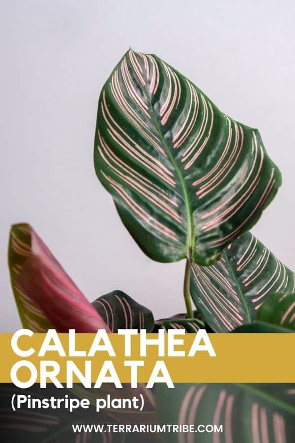 Calathea ornata (Pinstripe Plant)