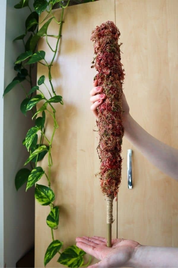 How (& Why) You Should use a Moss Pole for Plants