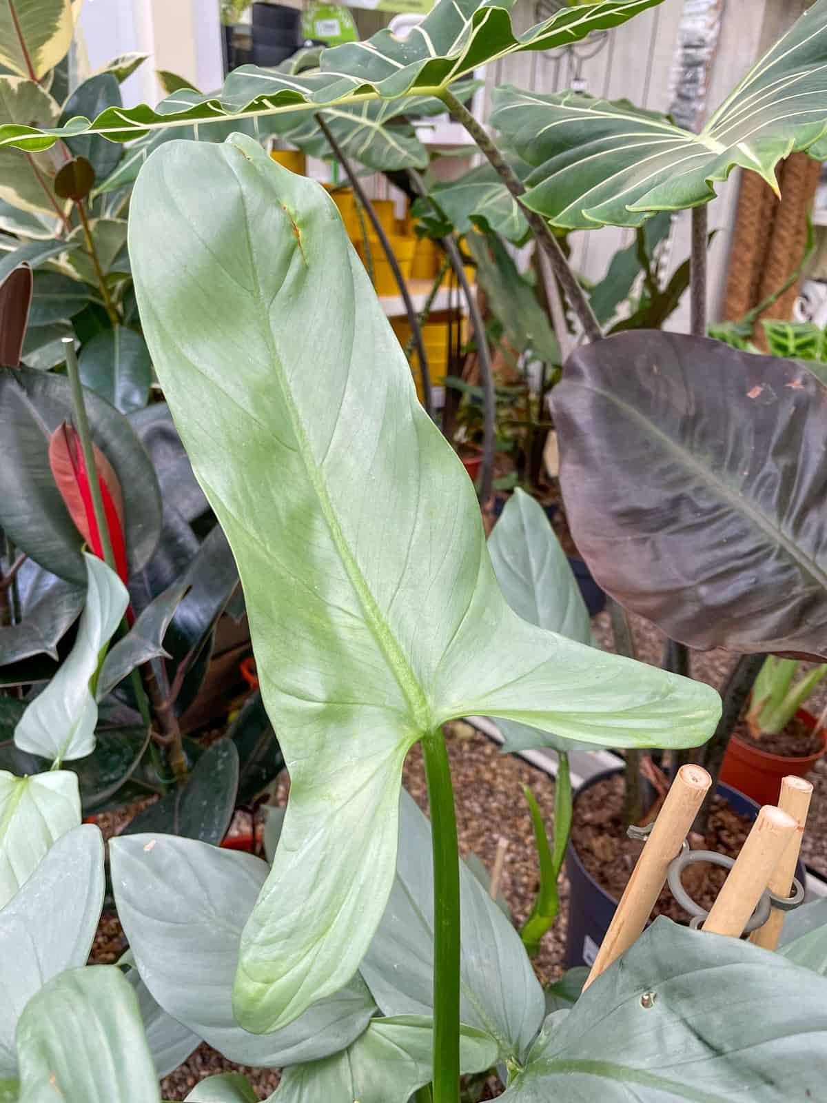 Mature Philodendron Silver Sword Leaf